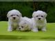 Regalo cachorros bichon maltes en adopcion n