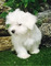 Regalo Cachorros Bichon Maltes en adopcion qa - Foto 1