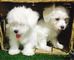 Regalo Cachorros Bichon Maltes en adopcion qd - Foto 1