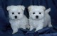 Regalo Cachorros Bichon Maltes en adopcion qf - Foto 1
