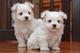 Regalo Cachorros Bichon Maltes en adopcion qg - Foto 1
