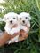 Regalo Cachorros Bichon Maltes en adopcion qh - Foto 1