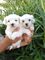 Regalo cachorros bichon maltes en adopcion qh