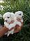 Regalo cachorros bichon maltes en adopcion qj