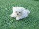 Regalo cachorros bichon maltes en adopcion ql