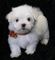 Regalo cachorros bichon maltes en adopcion qp