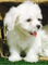 Regalo Cachorros Bichon Maltes en adopcion qs - Foto 1