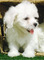 Regalo cachorros bichon maltes en adopcion qs