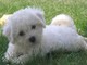 Regalo cachorros bichon maltes en adopcion qx