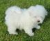 Regalo Cachorros Bichon Maltes en adopcion ws - Foto 1