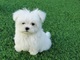 Regalo cachorros bichon maltes en adopcion wu