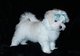 Regalo Cachorros Bichon Maltes en adopciondd - Foto 1