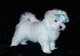 Regalo cachorros bichon maltes en adopcionnt