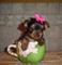Regalo cachorros toy de yorkshire terriera - Foto 1