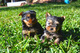 Regalo cachorros toy de yorkshire terrieraa