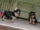 Regalo cachorros toy de yorkshire terrierb