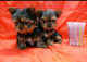 Regalo cachorros toy de yorkshire terrierbb