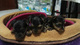 Regalo cachorros toy de yorkshire terrierdd - Foto 1