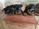 Regalo cachorros toy de yorkshire terrierff