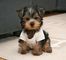 Regalo cachorros toy de yorkshire terrierg - Foto 1