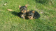 Regalo cachorros toy de yorkshire terriergg - Foto 1