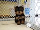 Regalo cachorros toy de yorkshire terrieri - Foto 1