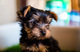 Regalo cachorros toy de yorkshire terrierii - Foto 1