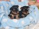 Regalo cachorros toy de yorkshire terrierj