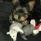 Regalo cachorros toy de yorkshire terrierjj - Foto 1