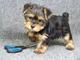 Regalo cachorros toy de yorkshire terriero - Foto 1