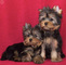 Regalo cachorros toy de yorkshire terrieroo - Foto 1