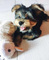 Regalo cachorros toy de yorkshire terrierpp - Foto 1