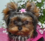 Regalo cachorros toy de yorkshire terrierqq - Foto 1