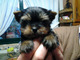 Regalo cachorros toy de yorkshire terrierrr - Foto 1