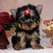 Regalo cachorros toy de yorkshire terriers - Foto 1