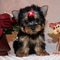 Regalo cachorros toy de yorkshire terriers