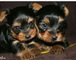 Regalo cachorros toy de yorkshire terrierss - Foto 1