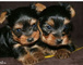 Regalo cachorros toy de yorkshire terrierss