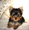 Regalo cachorros toy de yorkshire terrieru - Foto 1