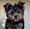 Regalo cachorros toy de yorkshire terrieruu - Foto 1