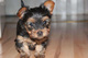 Regalo cachorros toy de yorkshire terrierx - Foto 1