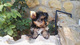 Regalo cachorros toy de yorkshire terrieryy - Foto 1
