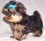 Regalo cachorros yorkshire terrier macho y hembra mini,