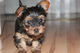 Regalo cachorros yorkshire terrier macho y hembra mini.,l