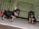 Regalo cachorros yorkshire terrier macho y hembra mini.w