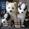 Regalo hermosos cachorros husky siberiano para la adopción