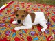 Regalo hermosos cachorros Jack Russell para su adopción - Foto 1