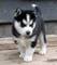 Regalo Husky para adopcion - Foto 1