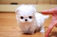 Regalo lindo bichon maltes toy cachorro - Foto 1