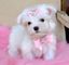 Regalo lindo bichon maltes toy cachorros